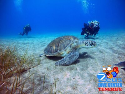 Gran Canaria Scuba Diving for Certified Divers - Two Included Shore Sessions (Plus the Optional Boat Add-On)