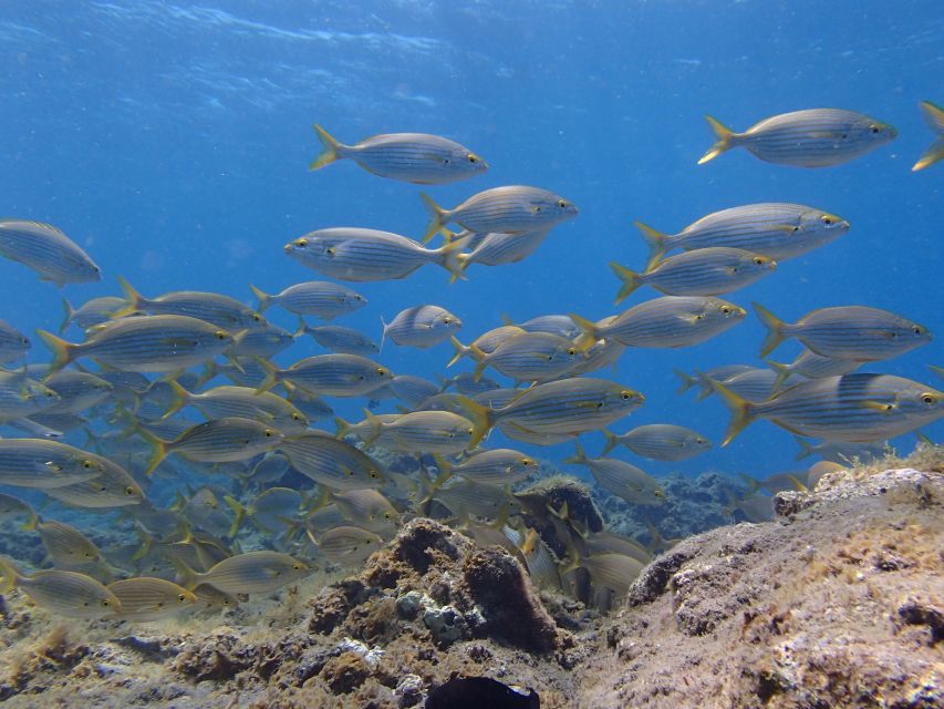 Gran Canaria Scuba Diving for Certified Divers - How the Instructor-Led Flow Works in Practice
