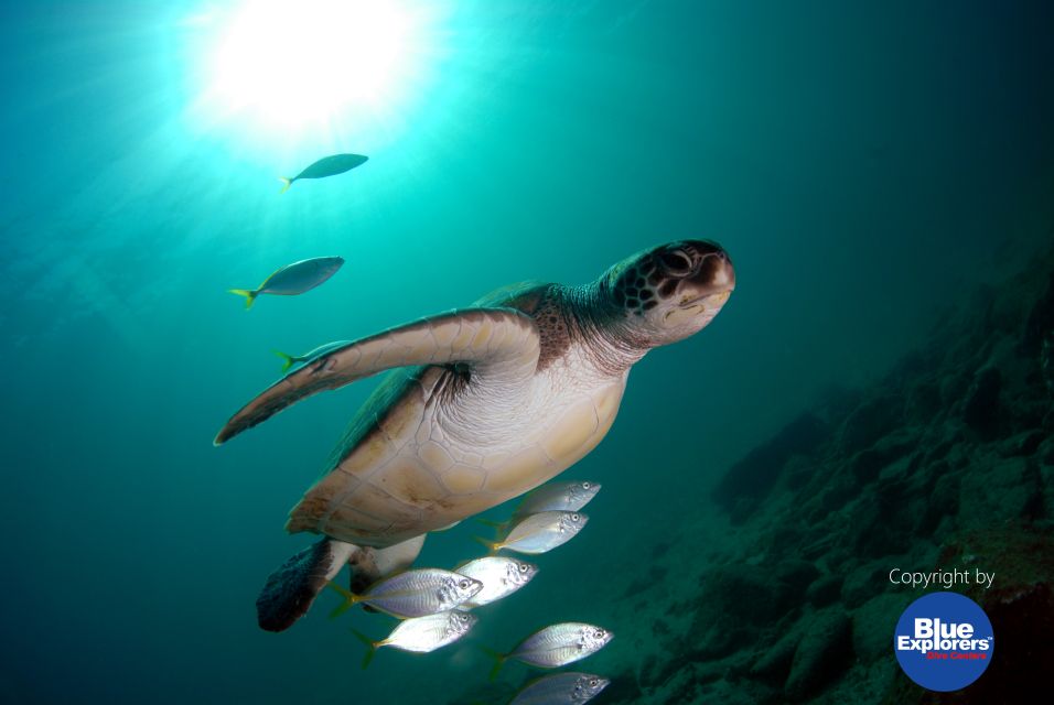 Gran Canaria Scuba Diving for Certified Divers - Getting From Bahia Feliz to Meloneras Without Losing Your Day