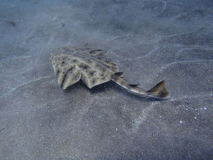 Gran Canaria Scuba Diving for Certified Divers - Price, Value, and What Makes This Feel Like More Than Just a Trip