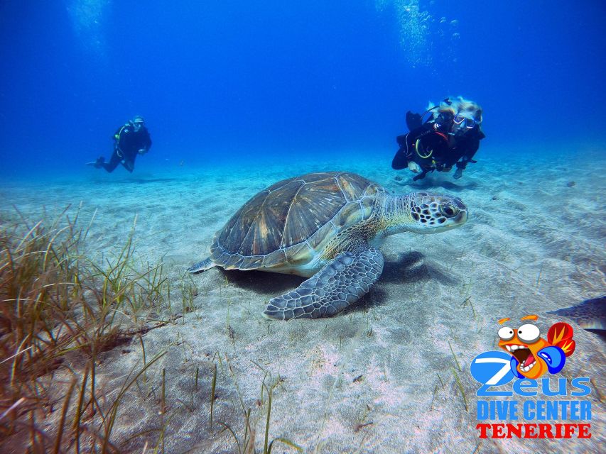 Gran Canaria Scuba Diving for Certified Divers - Two Included Shore Sessions (Plus the Optional Boat Add-On)
