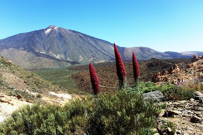 Guided Hike - The Tajinaste Trail - Key points worth knowing before you go