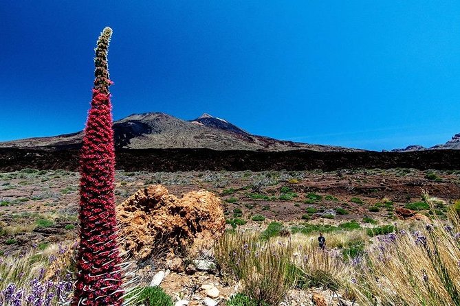 Guided Hike - The Tajinaste Trail - Why the Tajinaste bloom is a big deal on Tenerife