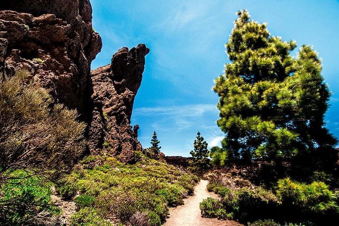 Guided Hike - The Tajinaste Trail - Stop 1 in Teide National Park: where the flowers dominate