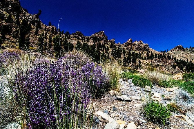 Guided Hike - The Tajinaste Trail - Andy’s guide style: plant spotting plus Tenerife context