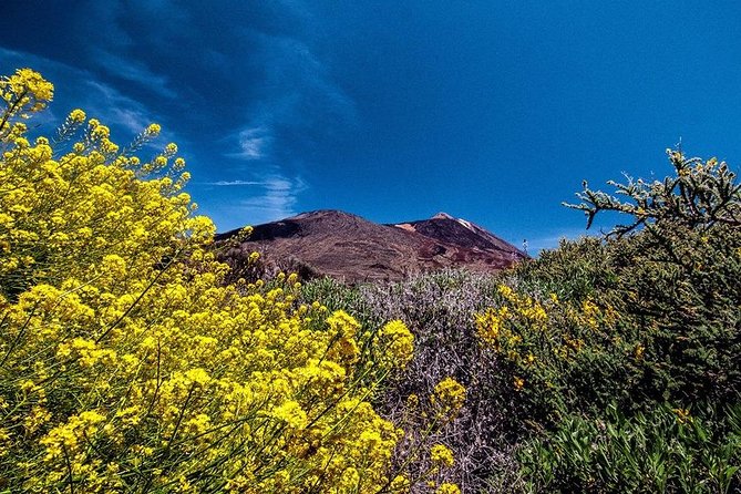 Guided Hike - The Tajinaste Trail - Price and value: is $87 a fair deal?