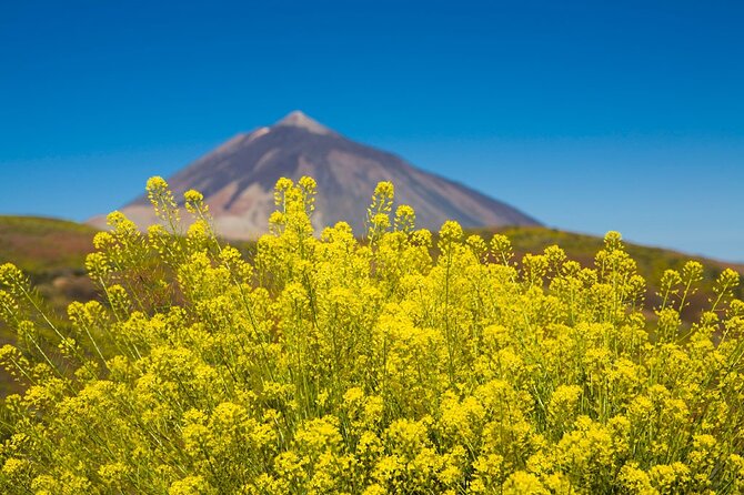 Guided Tour to Teide National Park in Tenerife - Entering the Teide day: pickup, pacing, and what the 7 hours really means