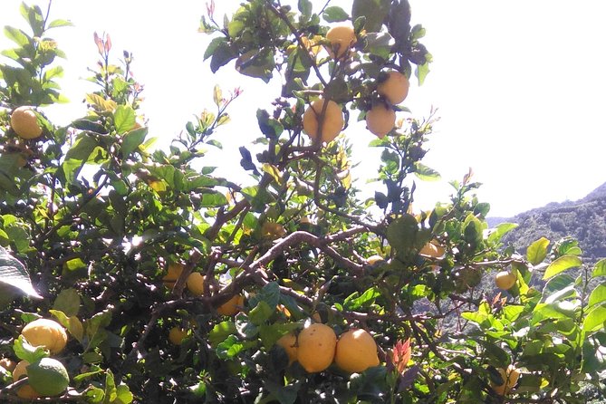 Hiking tour in the Anaga biosphere reserve in Tenerife - Inside Parque Rural de Anaga: Laurel Forests and Volcanic Time