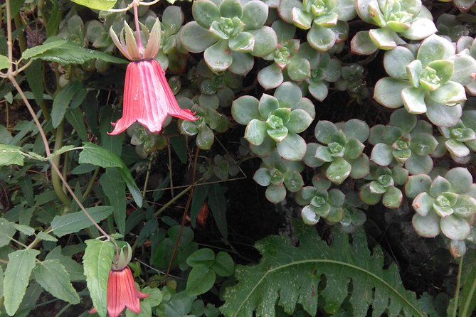 Hiking tour in the Anaga biosphere reserve in Tenerife - Walking the Tracks: Distance, Timing, and What the Route Feels Like