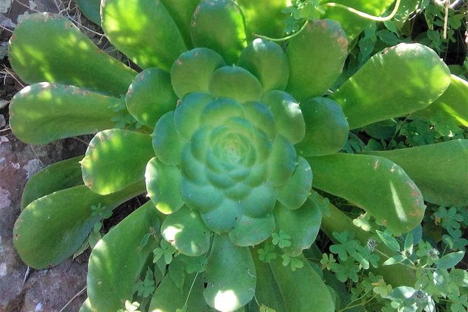 Hiking tour in the Anaga biosphere reserve in Tenerife - What You’ll Need to Bring (and Why It Matters in Anaga)
