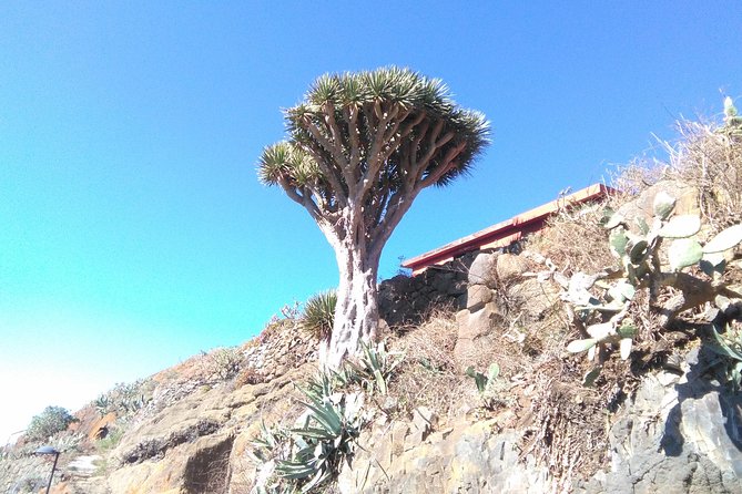 Hiking tour in the Anaga biosphere reserve in Tenerife - Where the Hike Fits Best: Who This Tour Is For