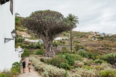 Icod de los Vinos: Dragon Tree & Botanical Garden Ticket - Seeing the drago milenario, the world’s oldest of its kind