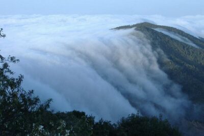 La Gomera Island Tour - Garajonay National Park: The Laurel Forest Stop That Sets the Tone