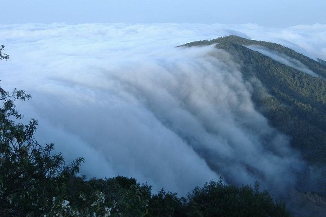La Gomera Island Tour - Garajonay National Park: The Laurel Forest Stop That Sets the Tone