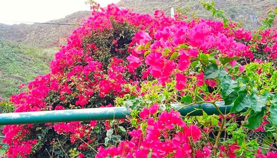 La Gomera Vip Experience - Why La Gomera feels like a different world
