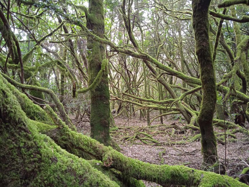 La Gomera Vip Experience - Garajonay National Park: walking into a cool, mossy world