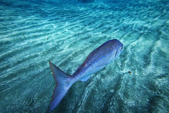 Learn Scuba Diving in Tenerife with Photos Included - Meet-up at Atlantis Tenerife and Getting There Smoothly