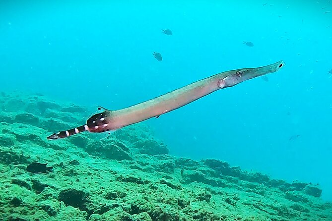 Learn Scuba Diving in Tenerife with Photos Included - Price in Context: Is $590.28 Good Value in Tenerife?