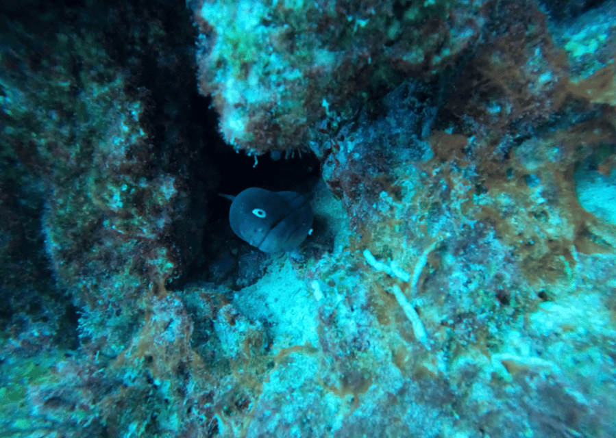 Los Cristianos: Basic Diver Course - Meet-up at Ocean Dreams Tenerife: what to do before you go