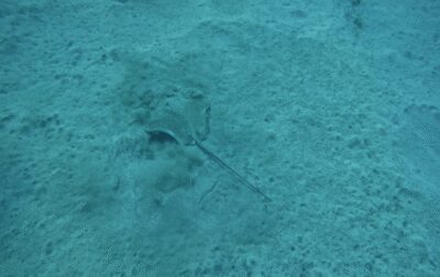 Los Cristianos: Basic Diver Course - The value case: what $153 includes and what that means for you