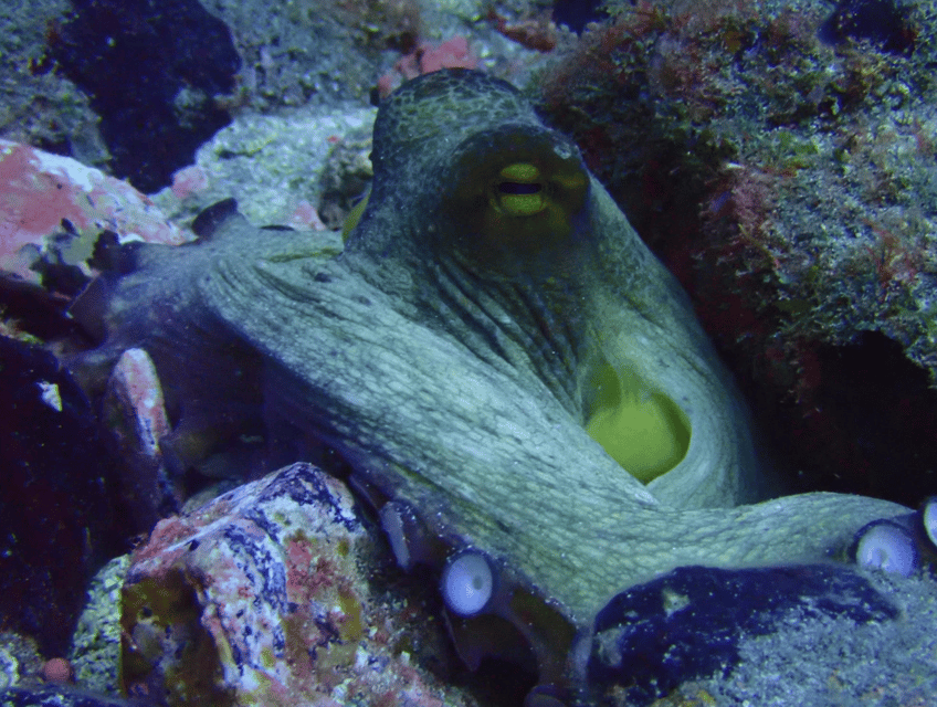 Los Cristianos: Basic Diver Course - Marine life viewing in Los Cristianos: what you should watch for