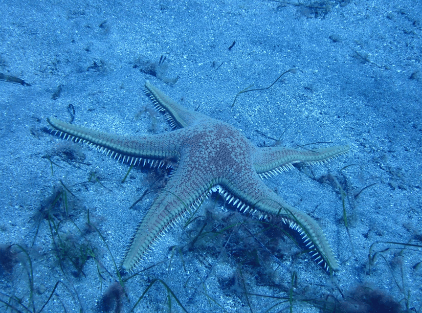 Los Cristianos: Basic Diver Course - What the day feels like overall (and how to prepare)