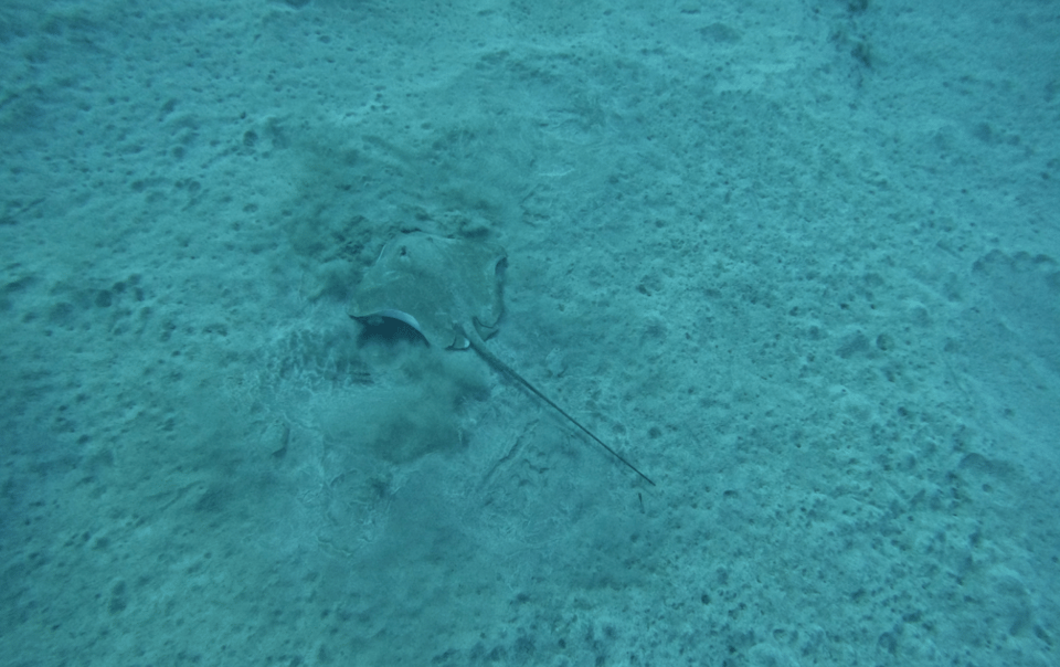 Los Cristianos: Basic Diver Course - The value case: what $153 includes and what that means for you