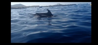 Los Cristianos: Kayak & Snorkel Tour with turtles and photos included - Price and time: what $31 buys you in real-life value