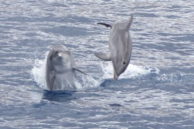 Los Cristianos Respectful No-Chase Whale and Dolphin Safari - The Bahriyeli NO CHASE boat: inside comfort and real viewing space