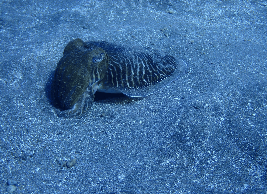 Los Cristianos: Try Dive for beginners - Key things to know before you go