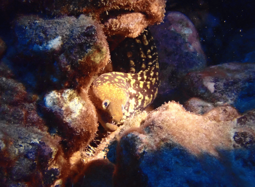 Los Cristianos: Try Dive for beginners - Marine life in Los Cristianos: what you might see