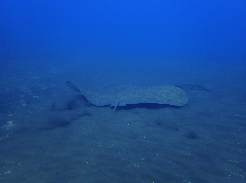 Los Cristianos: Try Dive for beginners - Price and value: is $94 worth it for a beginner?
