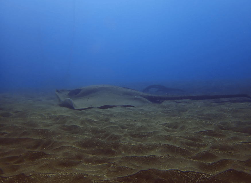 Los Cristianos: Try Dive for beginners - Who this is for (and who should skip it)