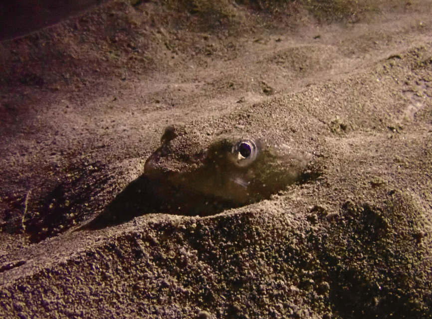 Los Cristianos: Try Dive for beginners - Ocean Dreams Tenerife: your gear-and-training starting point