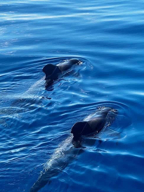 Los Cristianos: Viking Cruise Whales & Dolphins Watching - Should you book this Viking cruise in Los Cristianos?