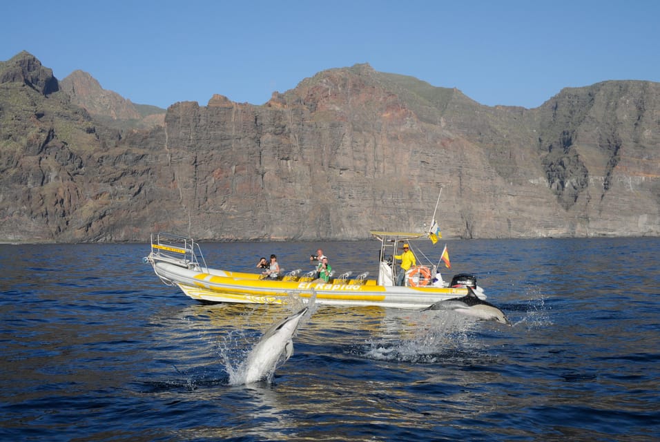 Los Gigantes: Dolphin and Whale Watching Cruise by Speedboat - Key highlights to plan around