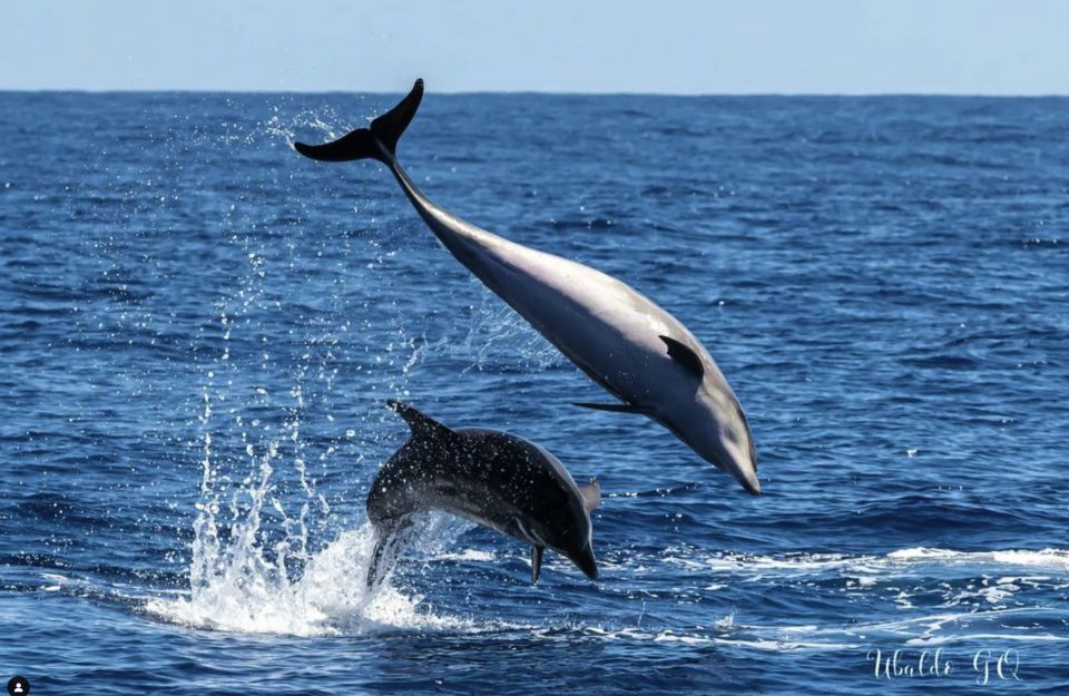 Los Gigantes: Dolphin and Whale Watching Cruise by Speedboat - The anchor-and-swim stop in Masca, Barranco Seco, or Juan López