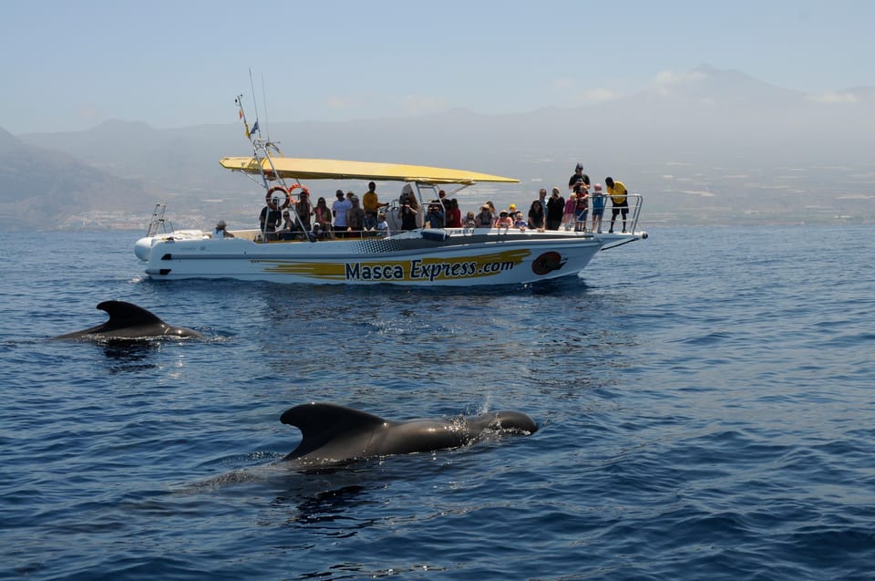 Los Gigantes: Dolphin & Whale Watching Cruise with Swim Stop - Key Things I’d Watch for on This Cruise