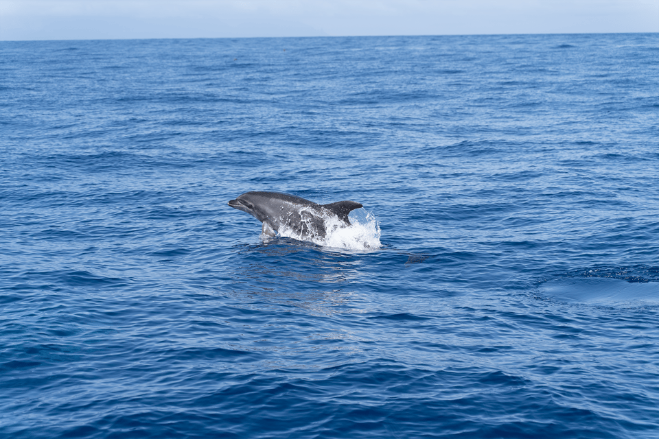 Los Gigantes: Private Sailing Tour with Swim, Drink, & Tapas - Picking the right duration: 3 to 8 hours