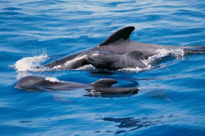 Luxury 3 Hour Yacht Private Charter - Key Things You’ll Remember