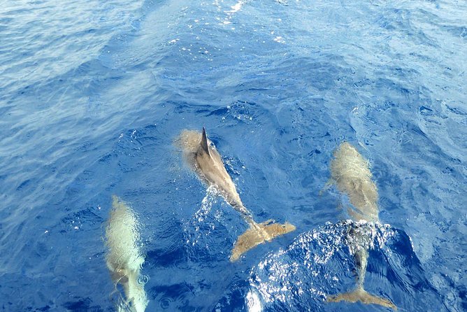 Luxury Opera 60 Whale & Dolphin Watching Experience - Should You Book Opera 60? My Honest Take