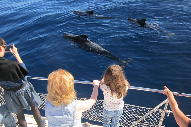 Most Famous Catamaran in Tenerife Island (2 hours and 3 hours tours) - Wildlife Spotting in Tenerife Waters (what you’re actually looking for)