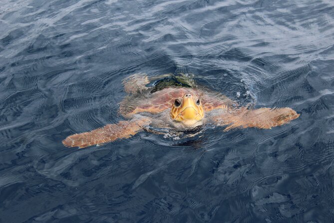No chase Whale & Dolphin tour putting Marine Life first - we care - Price and Value: Why $30.23 Can Be a Smart Ethical Choice
