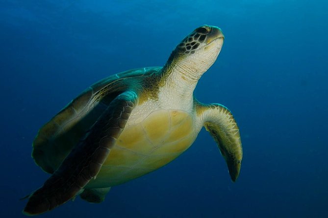 PADI Advanced Open Water Diver Course (AOWD) - 2 days - Key things I’d plan around