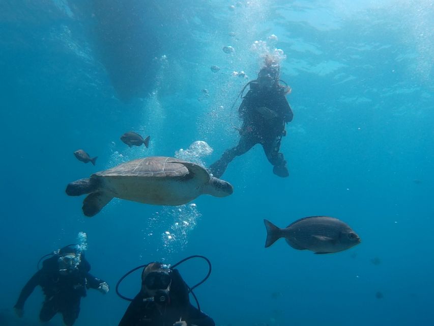 PADI Open Water Course in 3 Days - PADI Open Water in Tenerife: what the 3 days are really built to do