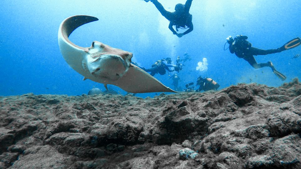 PADI Open Water Course in 3 Days - Instructors and language: where learning gets easier