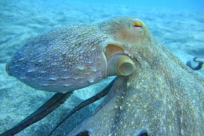 PADI Open Water Course in Costa Adeje - Key highlights at a glance