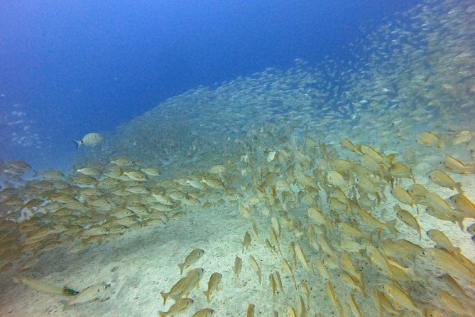 PADI Open Water Course in Costa Adeje - What’s included (and why it’s good value)