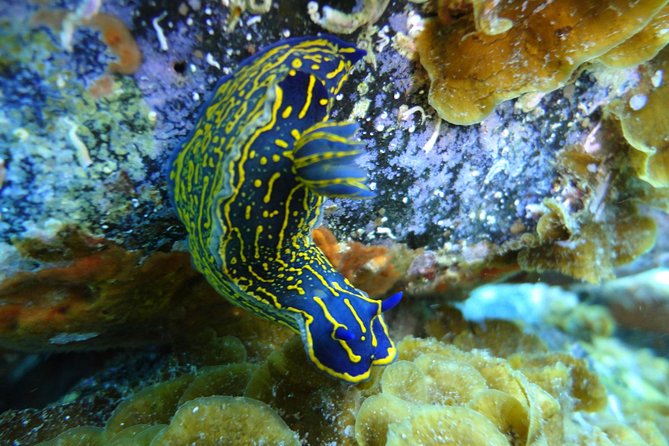 PADI Open Water Course in Costa Adeje - Marine life expectations: what to look for (and how to enjoy it)