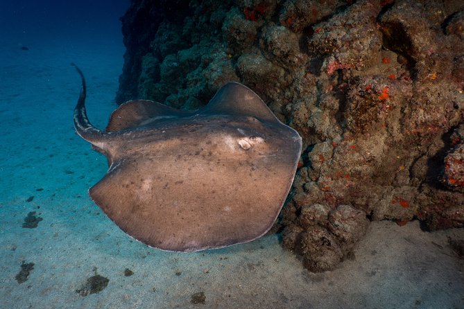 PADI Open Water course in Playa de las Americas - Price and Value: Why $504.41 Can Be a Good Deal (If You Use It Right)